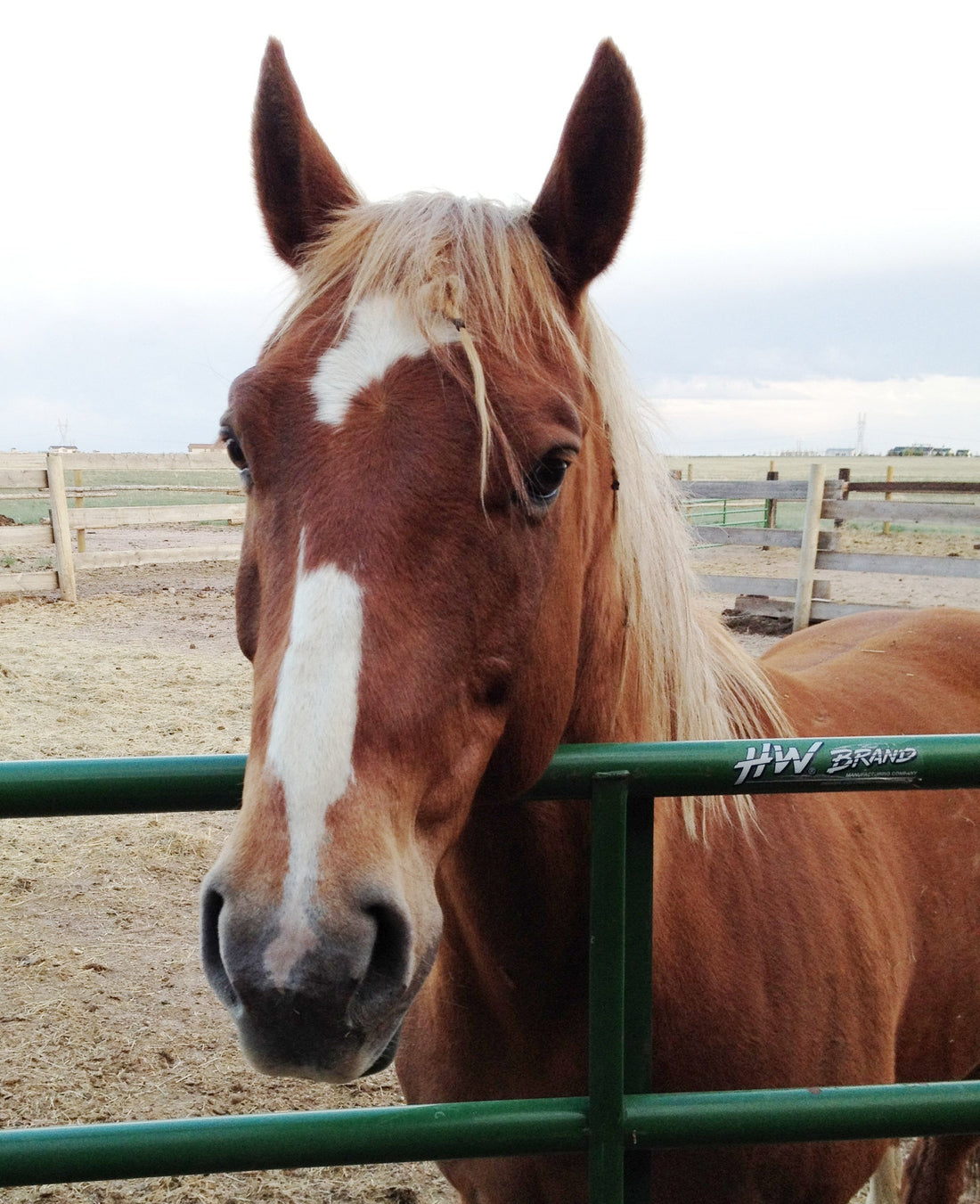 Saying Goodbye to Rusty