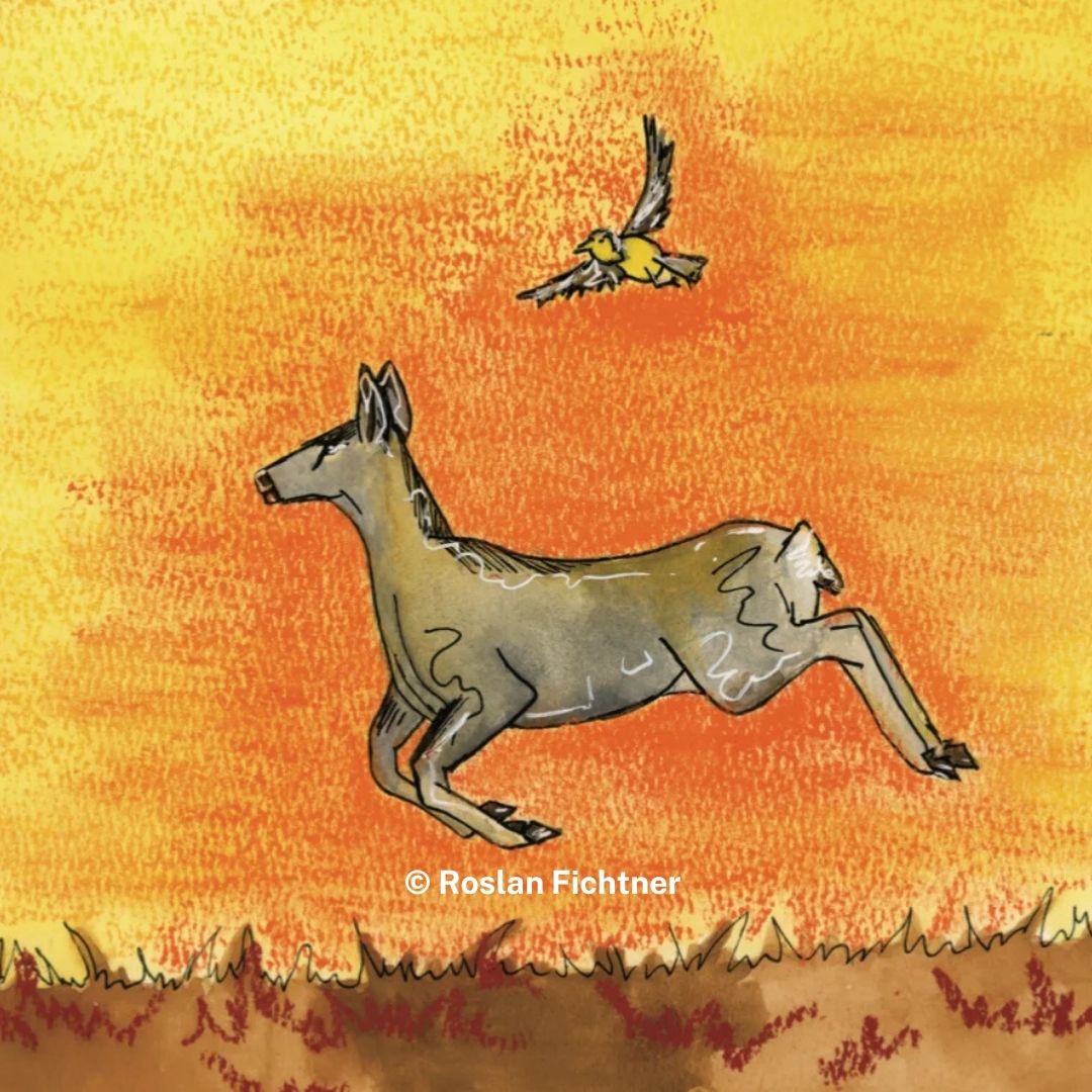 The Magnificent Mule Deer